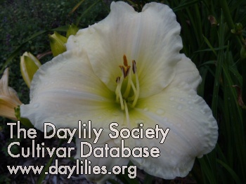 Daylily Actual Ice